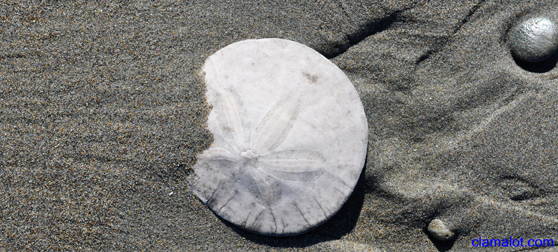 Sand Dollar